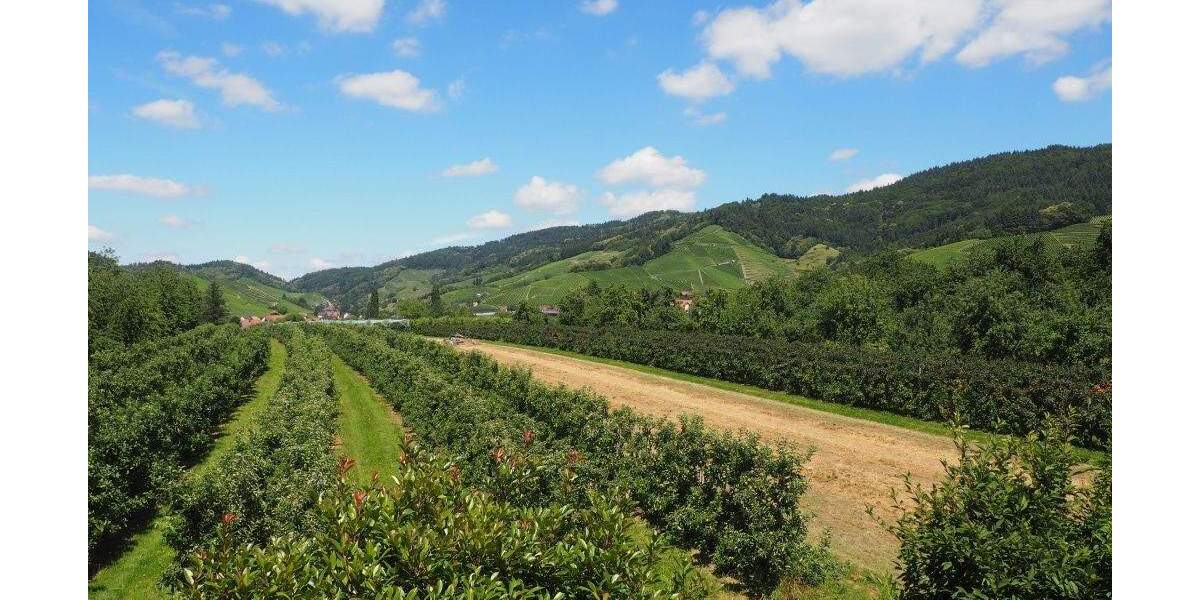 Einfamilienhaus Oberkirch - 6 Zimmer, 235 m&sup2;, 2.350&euro; | Angebot:25279516