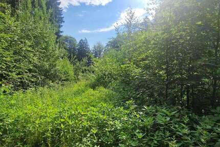 Grundstück Tiefenbach - 31.000&euro; | Angebot:25202295