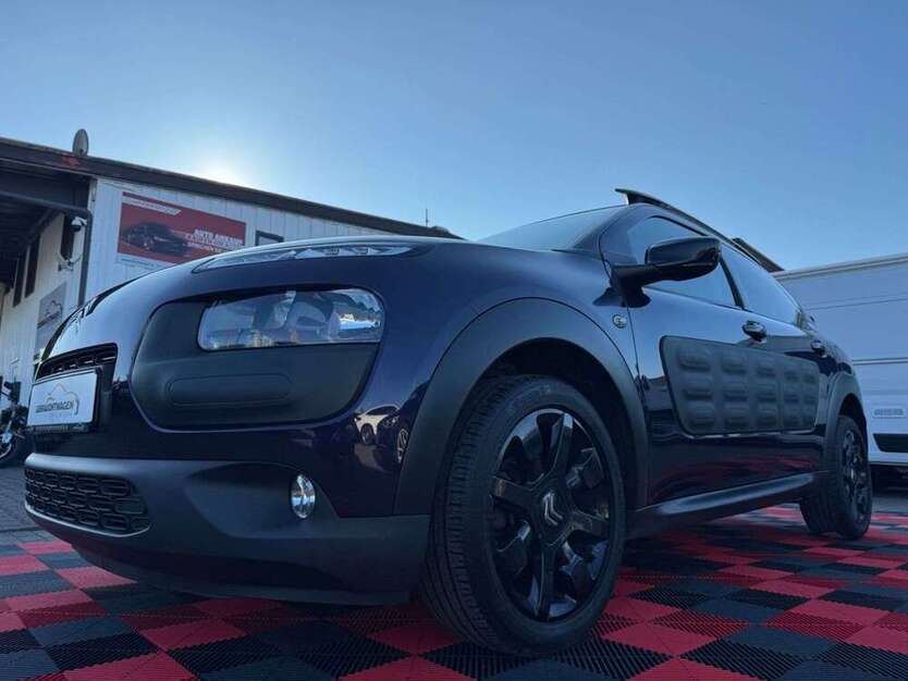 C4 Cactus