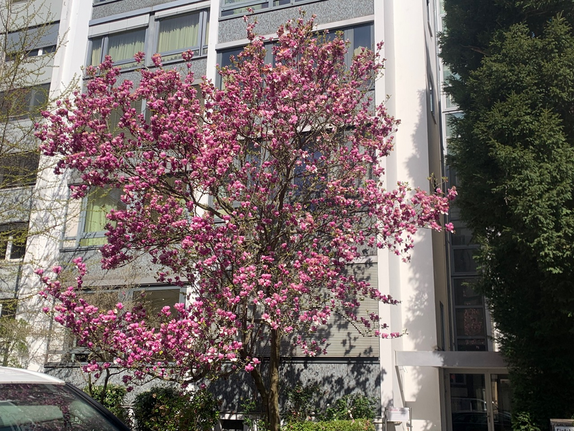 Wohnung zum Mieten in Frankfurt am Main 2.300 € 70 m²