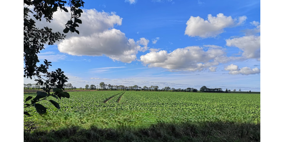 Großes Baugrundstück mit Entwicklungspotenzial in Norden-Leybuchtpolder zimmer