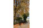 Hochparterre Flensburg Altstadt - 1 Zimmer, 45 m&sup2;, 640&euro; | Angebot:26326312