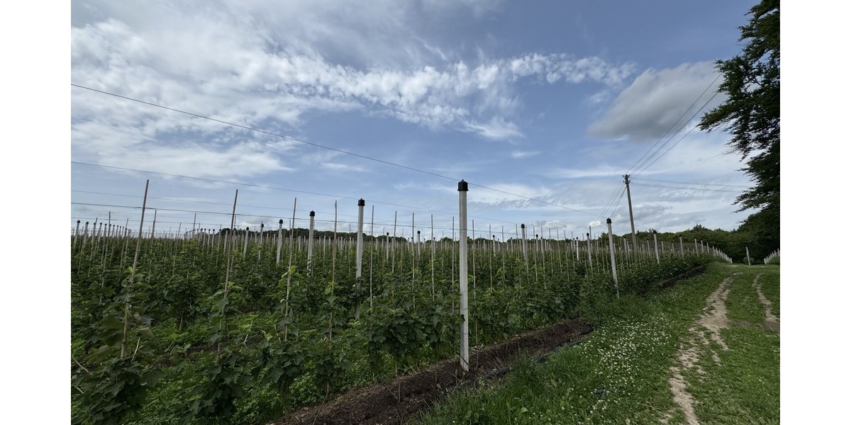 Der Neuenhof - Gewerbeobjekt Remagen | Angebot:24748296