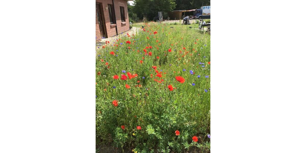 Erdgeschoßwohnung Wrestedt - 3 Zimmer, 75 m&sup2;, 850&euro; | Angebot:25546379