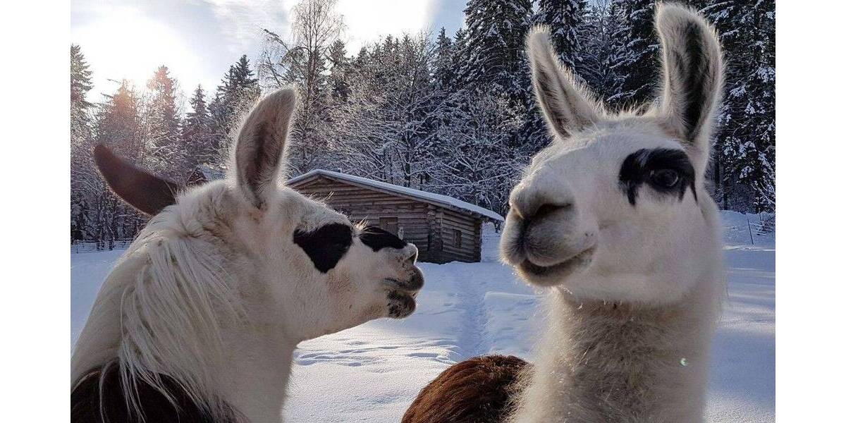 Gewerbeobjekt Pobershau Pobershau - 599.000&euro; | Angebot:25776690