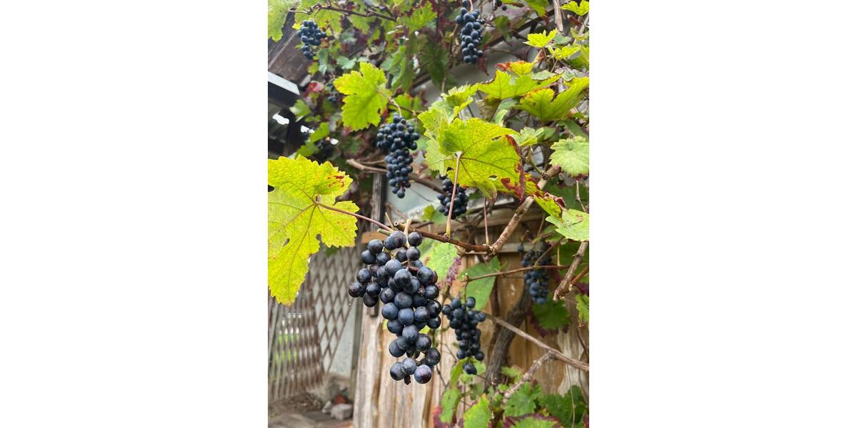 Haus am See , (halbe) Doppelhaushälfte im Seenland Mecklenburg 2 zimmer