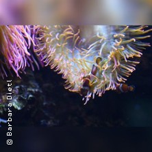 PEARLS 10.09.2026 Dock 11