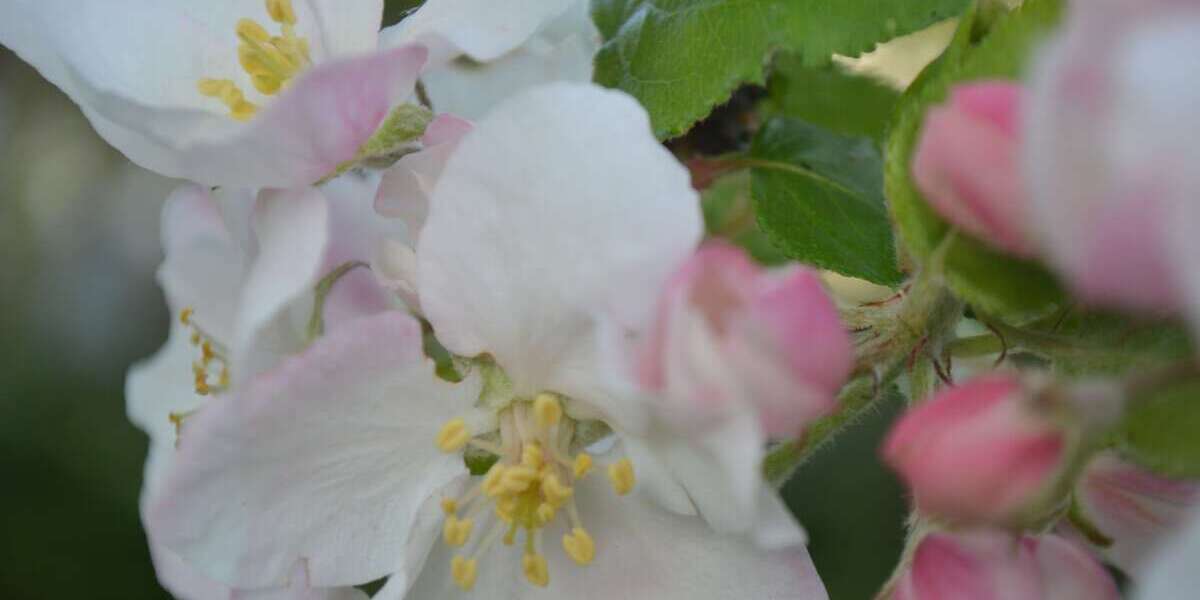 Grundstück zu verkaufen in Bad Aibling 1.390.000 € 1100 m² zimmer