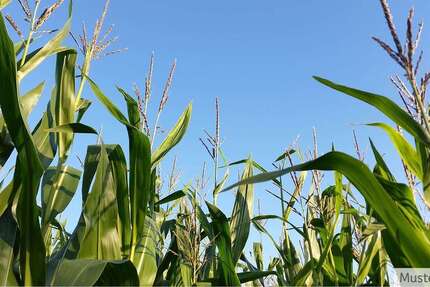 Grundstück Lengerich - 350.000&euro; | Angebot:24178338