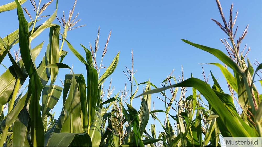 Grundstück zu verkaufen in Lengerich 350.000 € 33088 m² zimmer