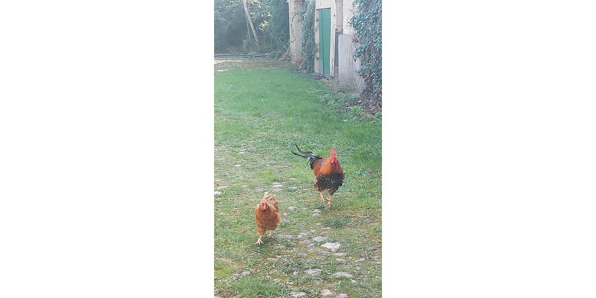 Bauernhaus, Landhaus Gardelegen - 6 Zimmer, 160 m&sup2;, 150.000&euro; | Angebot:26285332