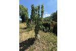 Grundstück Arnstadt - 500&euro; | Angebot:26062088