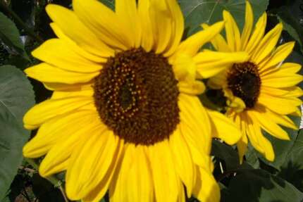 Grundstück Undorf Undorf - 93.000&euro; | Angebot:19561752