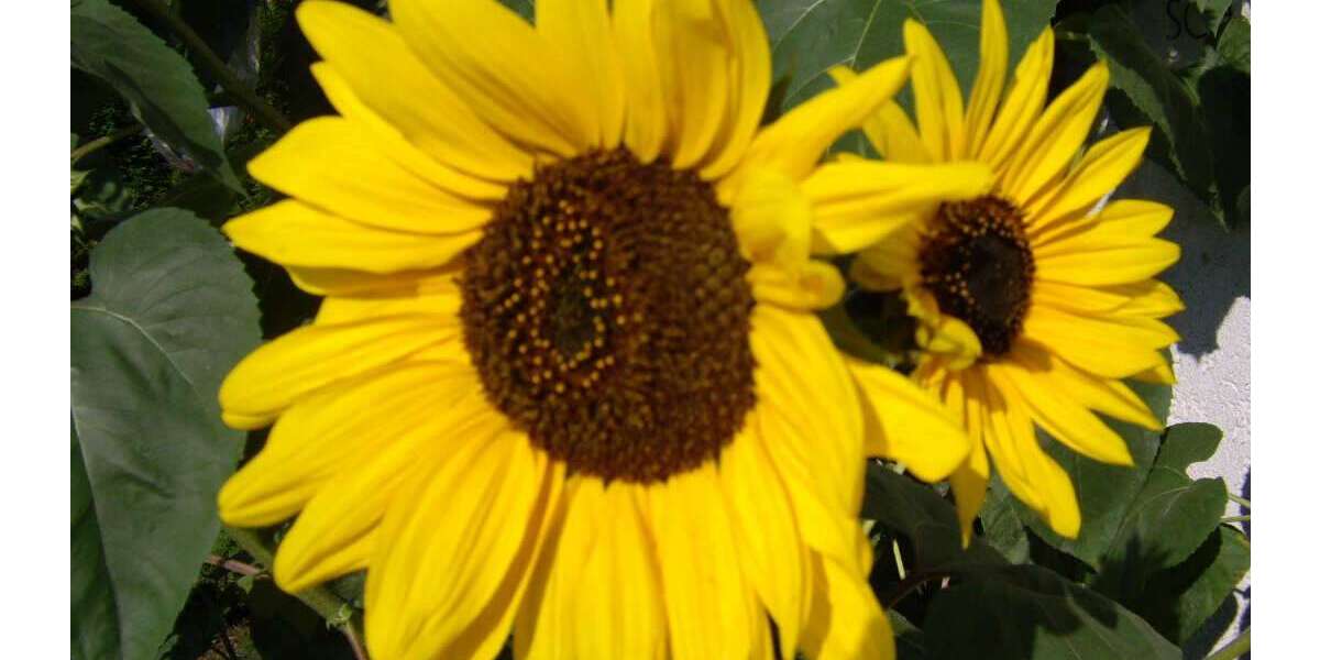 Grundstück Undorf Undorf - 93.000&euro; | Angebot:19561752