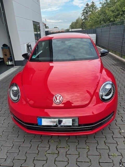 Beetle