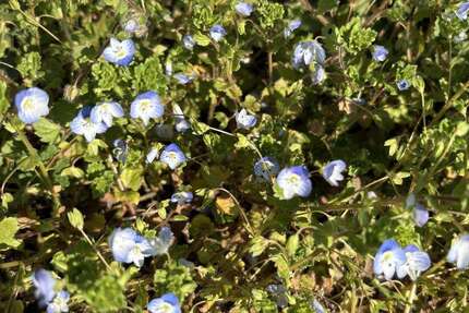 Grundstück Neusäß - 3.100.000&euro; | Angebot:25865957