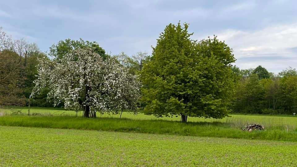 Grundstück Lichtenau - 415.900&euro; | Angebot:24708340