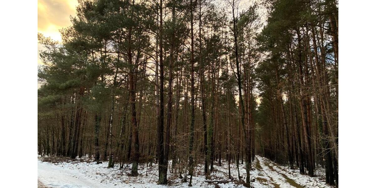 Grundstück Klötze - 15.000&euro; | Angebot:24832010