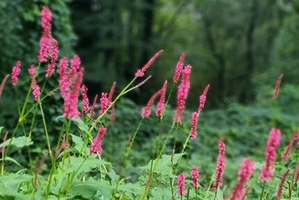 Wohnungsgesuch in Achern zimmer