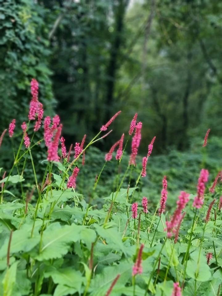 Wohnungsgesuch in Achern zimmer
