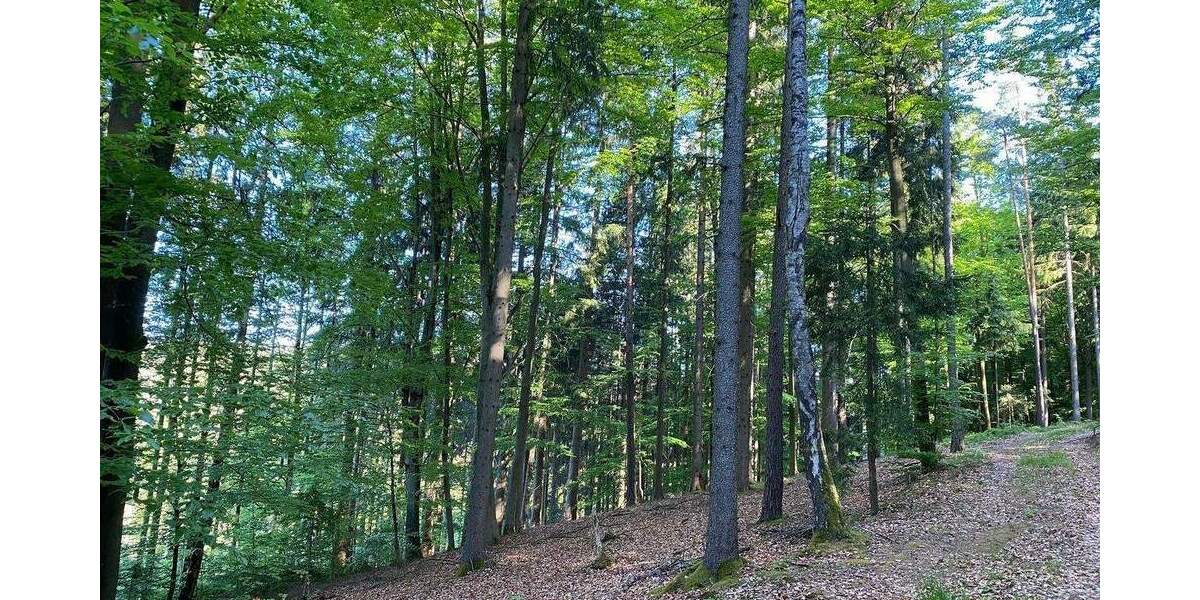 Grundstück Flossenbürg - 170.000&euro; | Angebot:26036735