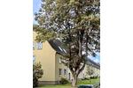 Etagenwohnung Wilhelmshaven Fedderwardergroden - 3 Zimmer, 60 m&sup2;, 69.000&euro; | Angebot:26884757