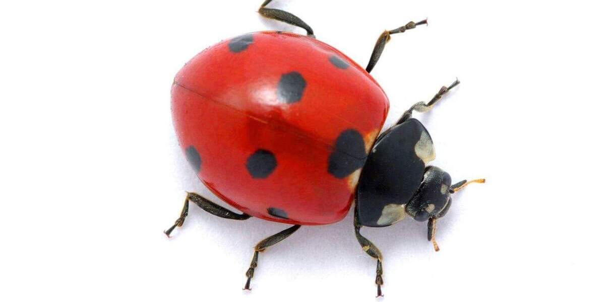 Einfamilienhaus Storkow - 4 Zimmer, 136 m&sup2;, 349.169&euro; | Angebot:25799294