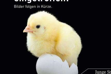 Mercedes-Benz GLC 220 26.477 km 54.980 &euro; Kaufbeuren 87600