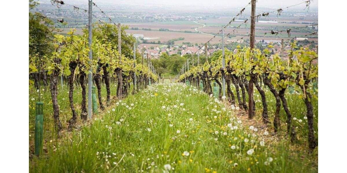 Grundstück Weinböhla - 129.000&euro; | Angebot:23095612