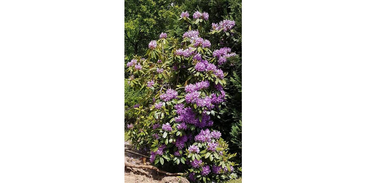 Terrassenwohnung Laucha an der Unstrut - 1 Zimmer, 56 m&sup2;, 35.000&euro; | Angebot:26020746