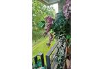 Erdgeschoßwohnung Bremen Oberneuland - 2.5 Zimmer, 82 m&sup2;, 374.500&euro; | Angebot:26976043