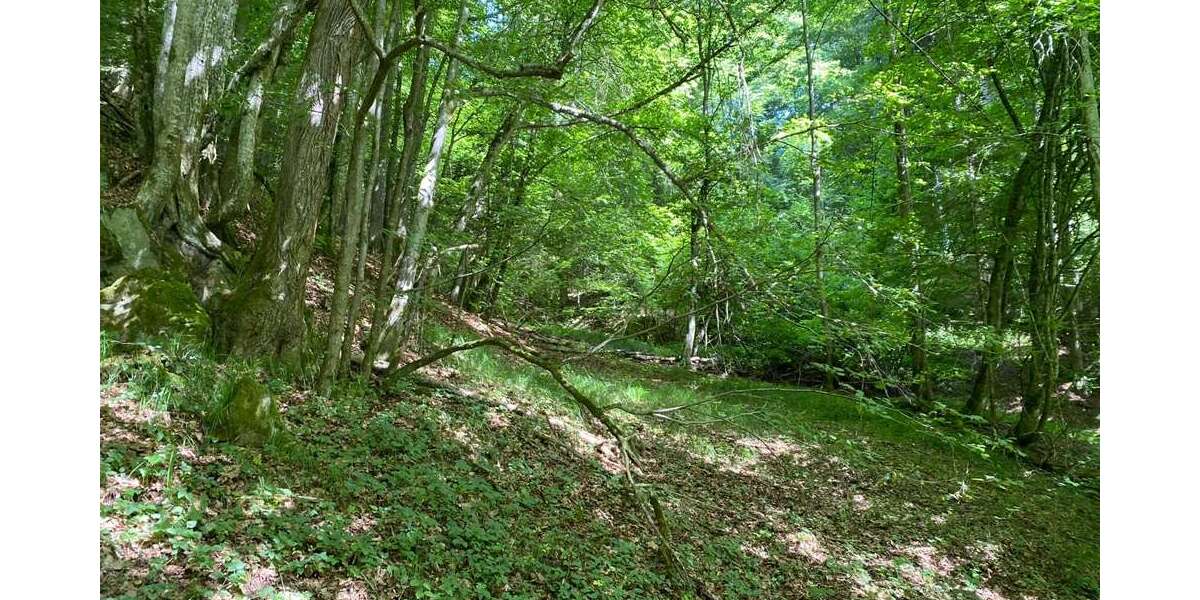 Grundstück Iggensbach - 25.000&euro; | Angebot:27024799