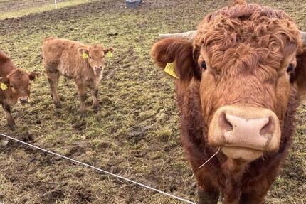 Grundstück Kirchheim unter Teck - 25.000&euro; | Angebot:24998432