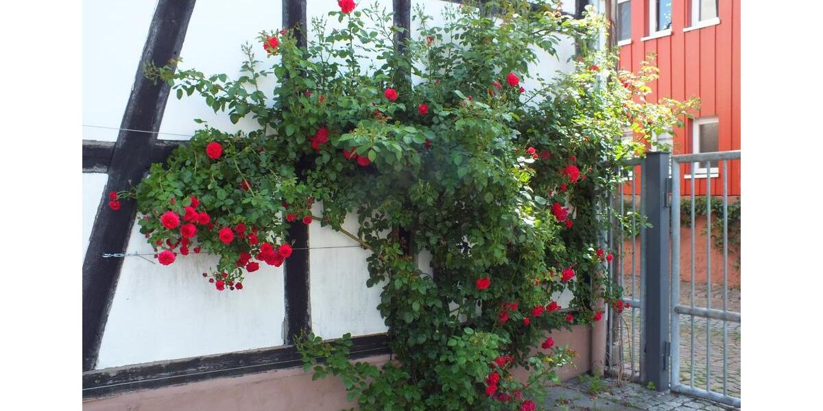 3 ZW, 65 qm im Langenselbold (Altort - Sackgasse) 3 zimmer