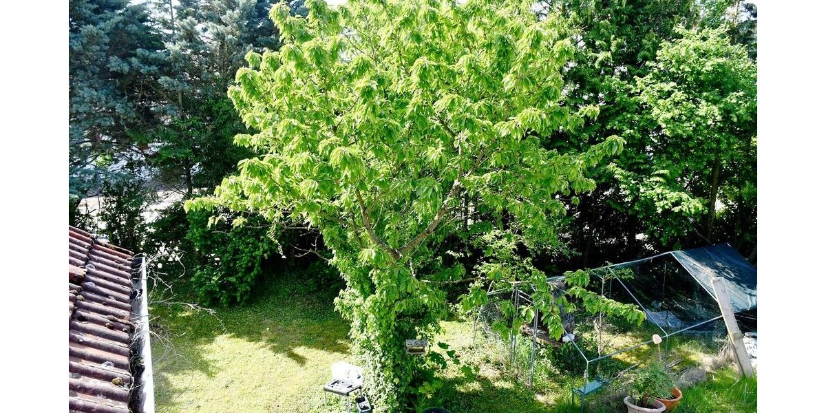 Freistehendes Einfamilienhaus in Mühltal-Traisa, auf 728 m² Grundstück - Einfamilienhaus Mühltal-Traisa Darmstadt/Vororte | Angebot:27034460