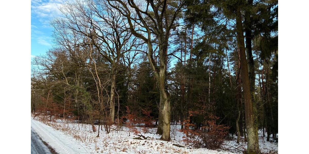 Grundstück Klötze - 15.000&euro; | Angebot:24832010