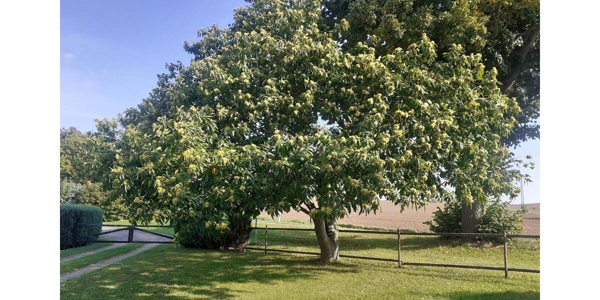 Einfamilienhaus Gülzow-Prüzen Prüzen - 5 Zimmer, 131 m&sup2;, 270.000&euro; | Angebot:27298062