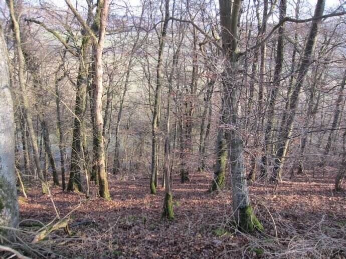 Grundstück Widdern - 25.000&euro; | Angebot:25700084