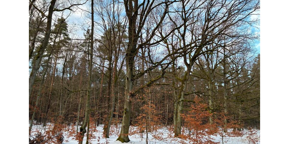 Grundstück Klötze - 15.000&euro; | Angebot:24832010