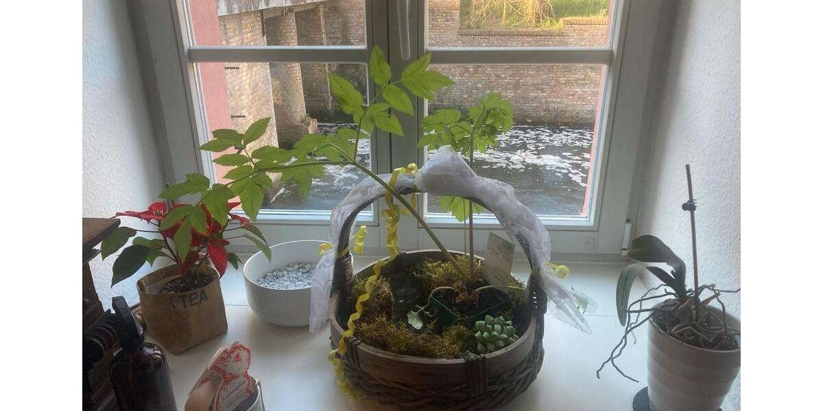 Erdgeschoßwohnung Schorfheide - 2 Zimmer, 58 m&sup2;, 760&euro; | Angebot:26286920