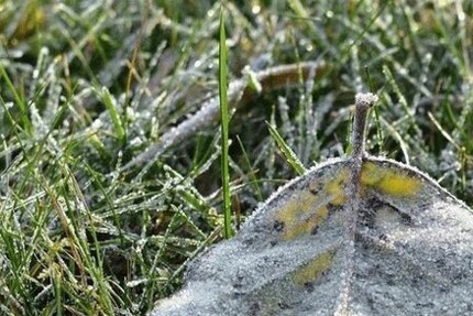 Grundstück zu verkaufen - Grundstück Heringen / Werra | Angebot:19802564