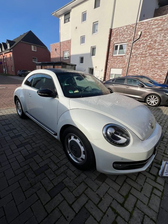 Beetle