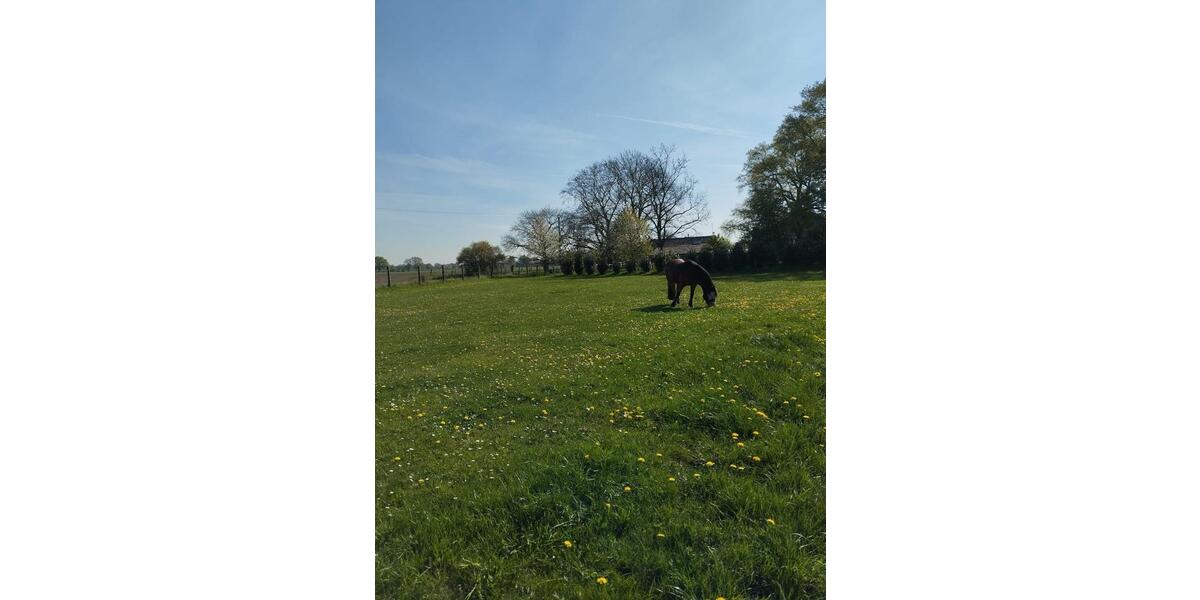 Bauernhaus, Landhaus Goch - 8.5 Zimmer, 250 m&sup2;, 800.000&euro; | Angebot:26940571