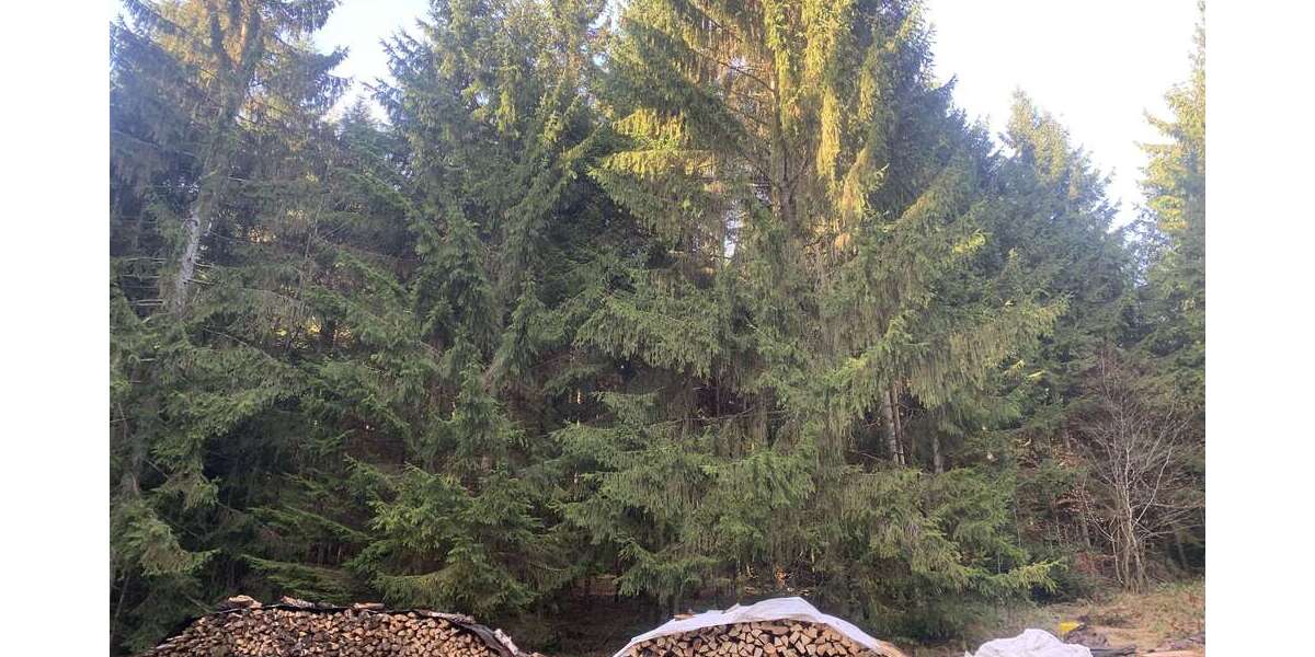 Grundstück in Rinchnach 170.000 € 42000 m² zimmer