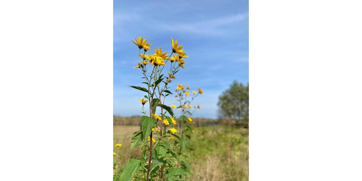 Hochparterre Löwenberger Land - 3 Zimmer, 68 m&sup2;, 68.000&euro; | Angebot:25843565