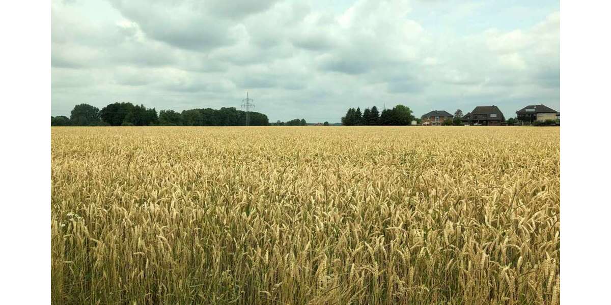 Grundstück zu verkaufen in Nordsehl 78.450 € 523 m² zimmer