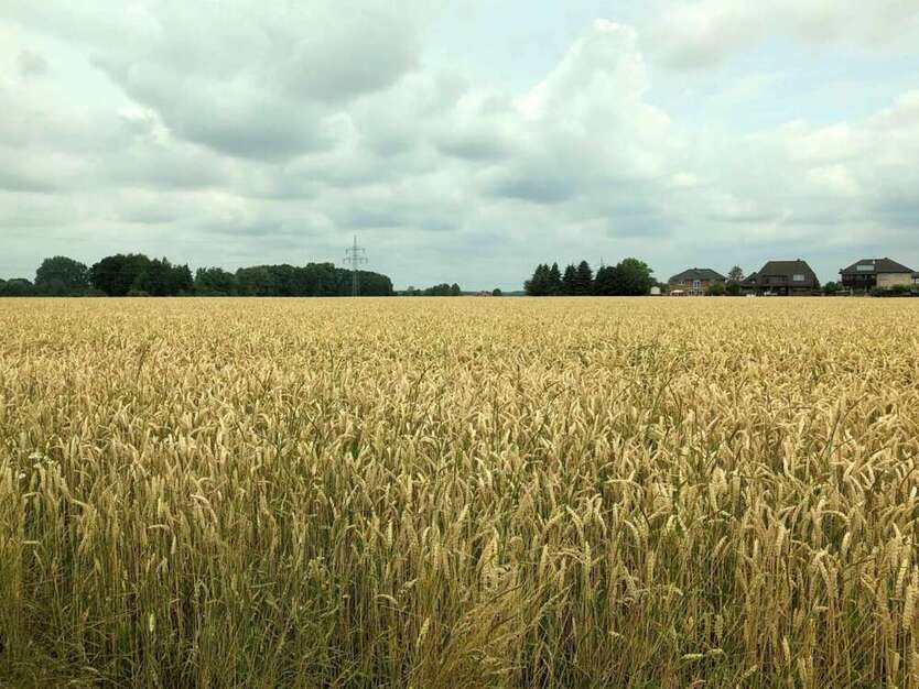 Grundstück zu verkaufen in Nordsehl 78.450 € 523 m² zimmer