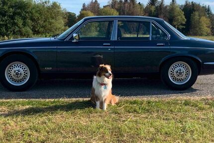Jaguar Daimler 135.000 km 17.900 € Feldafing 82340