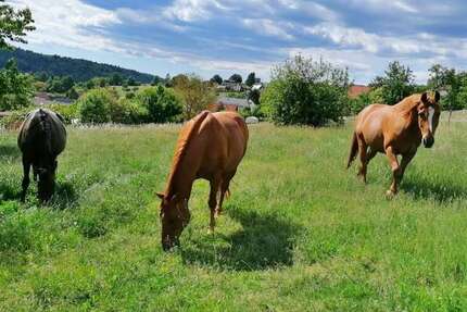 Haus Michelstadt - 6 Zimmer, 230 m&sup2;, 750.000&euro; | Angebot:25164096