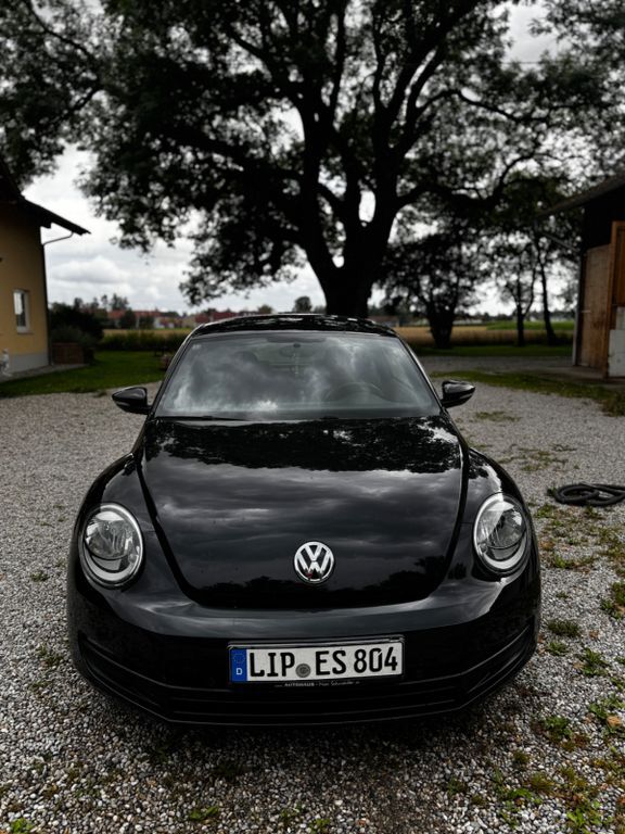 Beetle